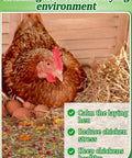 Hen in nest box with All Natural Chicken Nesting Herbs For Coop And Nest Box 20 Oz To Freshen Bedding Cut Odor And Kickstart Egg Production