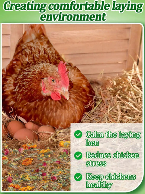 Hen in nest box with All Natural Chicken Nesting Herbs For Coop And Nest Box 20 Oz To Freshen Bedding Cut Odor And Kickstart Egg Production