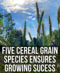 Close-up of cereal grains growing in sunlight with text about Last Resort Blend 12 Lb EcoPack Winter Deer Food Plot Seed Mix