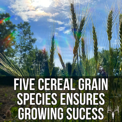 Close-up of cereal grains growing in sunlight with text about Last Resort Blend 12 Lb EcoPack Winter Deer Food Plot Seed Mix