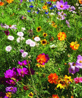 Bentley Pollinator Mix Ready-To-Sow Wildflower Seeds Packets For Butterfly Gardens showing bright blooming flowers