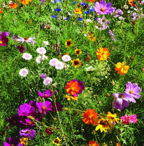 Bentley Pollinator Mix Ready-To-Sow Wildflower Seeds Packets For Butterfly Gardens showing bright blooming flowers