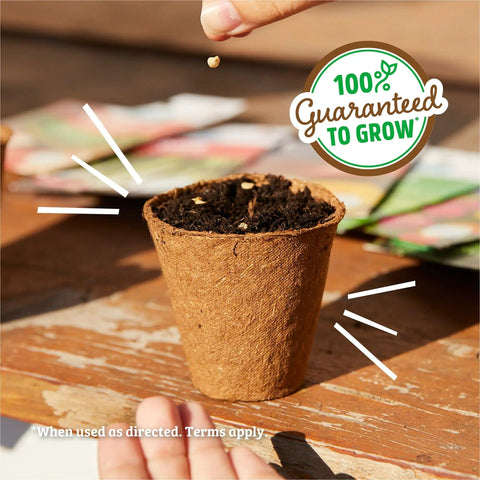 Organic Cabbage Seeds Pack, Heirloom Golden Acre Variety, 100 Percent Organic And Non GMO, Pollinator Friendly For Containers