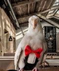 Parrot wearing Bird Diaper Harness Tuxedo Flight Suit With Waterproof Inner Layer For Parrots Cockatiels Conures Parakeets Macaws Budgies