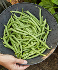 Harvest of Blue Lake 274 bush bean pods in a colander, part of Blue Lake 274 Bush Bean Seeds 2 Oz Seed Pack for home gardeners.