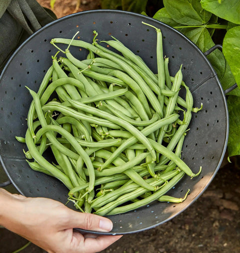 Harvest of Blue Lake 274 bush bean pods in a colander, part of Blue Lake 274 Bush Bean Seeds 2 Oz Seed Pack for home gardeners.