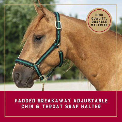 Breakaway Horse Halter With All Day Comfort Foam Padding, Adjustable Chin And Throat Snap, Green on horse