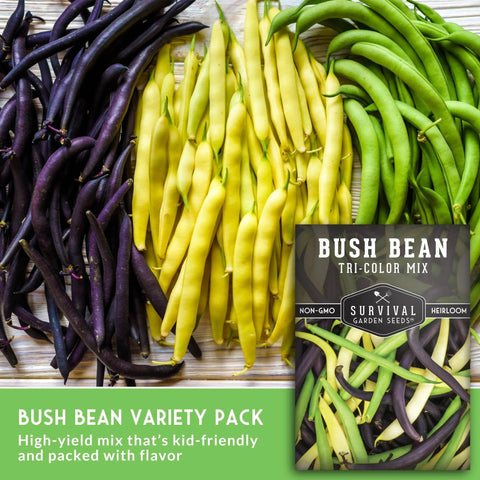 Tri Color Bush Bean Seed Mix With Green Provider Golden Wax And Royal Burgundy Purple Beans With Stringless Pods Non GMO Heirloom High Yield Varieties For Easy Garden Harvest Pack