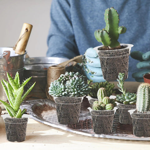 4 Inch Seed Starter Tray Set With 60 Clear Nursery Pots For Seed Starting Indoors displaying small succulents and cacti.