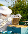 Beekeeper examining beehive with Two Pack Metal Queen Excluder For Beehives 10 Frame Size Pro Grade Durable Beekeeping Tool.