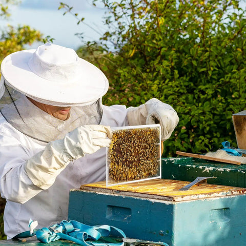 Beekeeper examining beehive with Two Pack Metal Queen Excluder For Beehives 10 Frame Size Pro Grade Durable Beekeeping Tool.
