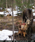 Moose grazing at a stump in a forested area with snow, captured by GoLive 4G LTE Trail Camera With Instant Live Streaming And Anti Theft GPS Tracking For Hunting And Wildlife Monitoring Super Crisp HD Video Real Time Updates And Hella Tough Build That Handles Rough Days Outside.