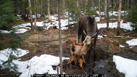 Moose grazing at a stump in a forested area with snow, captured by GoLive 4G LTE Trail Camera With Instant Live Streaming And Anti Theft GPS Tracking For Hunting And Wildlife Monitoring Super Crisp HD Video Real Time Updates And Hella Tough Build That Handles Rough Days Outside.