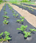 No Stress Heavy Duty Nonwoven Geotextile Underlayment 15 X 15 Feet Weed Barrier with strawberry plants in garden.