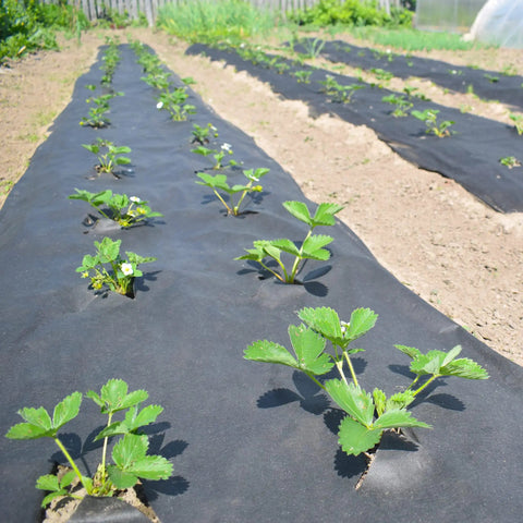 No Stress Heavy Duty Nonwoven Geotextile Underlayment 15 X 15 Feet Weed Barrier with strawberry plants in garden.