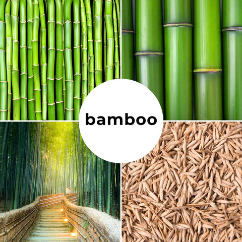 Fast Growing Bamboo Seeds For Privacy Screen And Windbreak, Giant 420 Black Bamboo With Striking Dark Stems