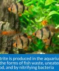 No Fuss Nitrite Test Kit For Freshwater And Saltwater Aquariums demonstrates fish swimming in a lush tank environment.