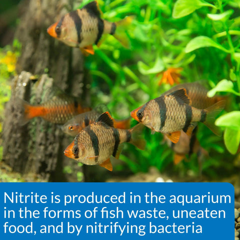 No Fuss Nitrite Test Kit For Freshwater And Saltwater Aquariums demonstrates fish swimming in a lush tank environment.