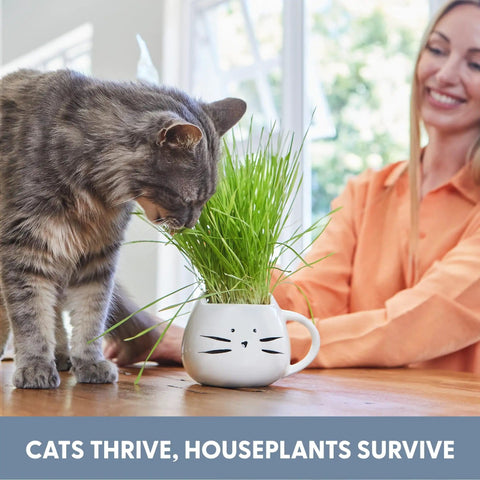 Cat near Organic Cat Grass Kit For Indoor Cats With Seed Mix Soil And White Planter Hairball Control And Digestion Support