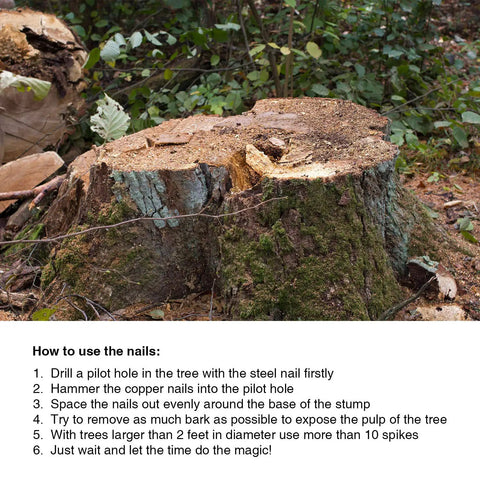 Tree stump with moss and bark, instructions for using 20 Pcs Pure Copper Nails For Killing Trees Kit, 3.5 Inch Spikes.