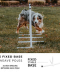 Dog running through weave poles from Backyard Dog Agility Starter Kit With 10 Foot Tunnel, Tire Jump, Bar Jump, Weave Poles, Sandbags And Pause Box