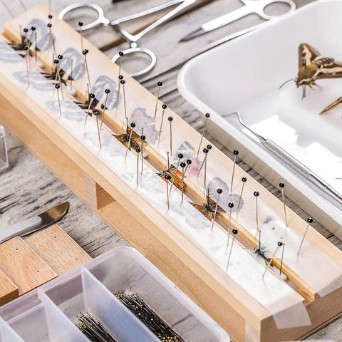 Stainless Steel Insect Pins Kit Bulk 500 Piece Five Size Set For Entomology Displays And School Projects Durable Reusable Specimen Pins