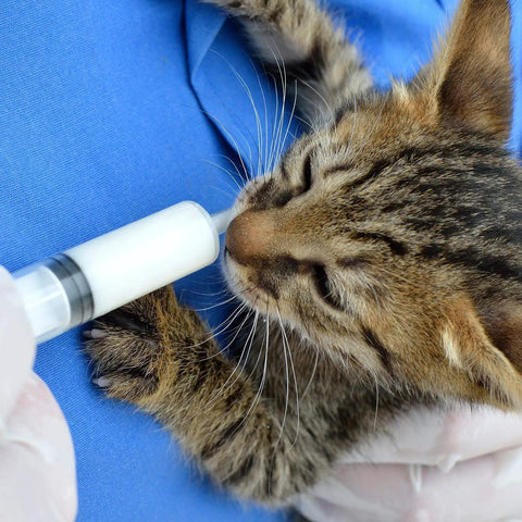 Gloved hand holding a syringe for administering fluids to a cat from Large Plastic Syringe 4 Pack For Measuring And Dispensing Fluids Sterile Wrapped 20 Ml Syringe Set For Essential Oils Inks Perfume Lubricants And More The Go To Tool For DIY Projects And Lab Use.