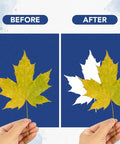 Dope Sun Print Cyanotype Kit With 30 Sheets Of Paper And Acrylic Panel showing before and after leaf print results.