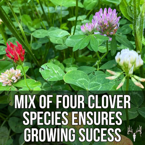 Four Clover Combo Blend Perennial Food Plot Seed 15 Lb EcoPack with green leaves and blooming flowers