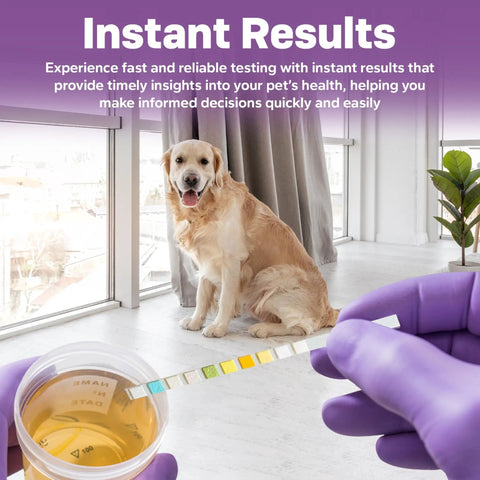 10 Parameter Urinalysis Test Strips For Pets A Complete Urine Test Kit For Dogs And Cats Including Leukocytes Glucose Bilirubin Ketones Specific Gravity Blood pH Protein Urobilinogen And Nitrite, gloved hands testing dog urine