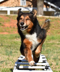 Dog using Sporting Dogs Agility Training Ladder For Dog Training Equipment And Agility Drills Build Body And Back End Awareness