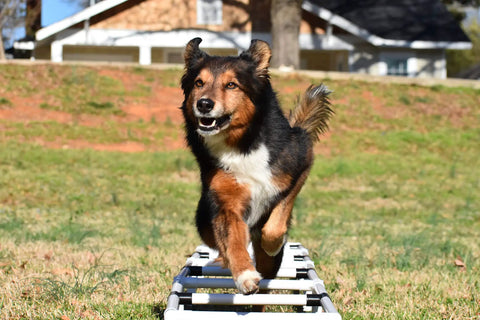 Dog using Sporting Dogs Agility Training Ladder For Dog Training Equipment And Agility Drills Build Body And Back End Awareness