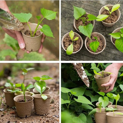 Breathable Germination Pots For Seedlings Paper Pulp Nursery Pots With Drainage For Yard Balcony Or Garden Use Great For Flowers Vegetables And Succulents Root Friendly And Eco Safe Starter Containers.