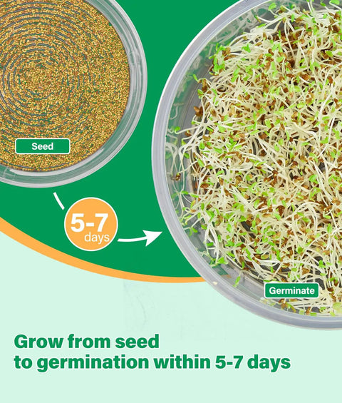 Close-up of seed-to-sprout transformation within 5-7 days in Stackable Seed Sprouting Kit With Four Clear Trays Holes And Tray Soil Free Microgreens Sprouter