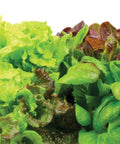 Heirloom Salad Greens Seed Pod Kit With Pre Seeded Pods, Liquid Plant Food, And Growing Guide, fresh leafy greens close-up