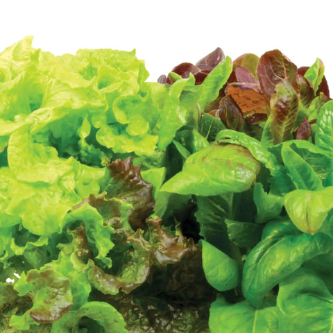 Heirloom Salad Greens Seed Pod Kit With Pre Seeded Pods, Liquid Plant Food, And Growing Guide, fresh leafy greens close-up