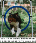 Dog jumping through blue tire jump from Backyard Dog Agility Jump Set 4 Pack With Two Adjustable Bar Jumps And Two Breakaway Tire Jumps