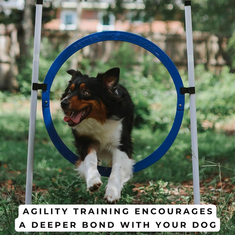 Dog jumping through blue tire jump from Backyard Dog Agility Jump Set 4 Pack With Two Adjustable Bar Jumps And Two Breakaway Tire Jumps