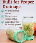 Sprouting Lids For Wide Mouth Mason Jars Set Of 2 Mesh Screen Strainer Lids For Organic Alfalfa And Mung Bean Sprouts Stainless Steel 316 Sage Green Accessory on mason jars with sprouts demonstrating drainage benefits.
