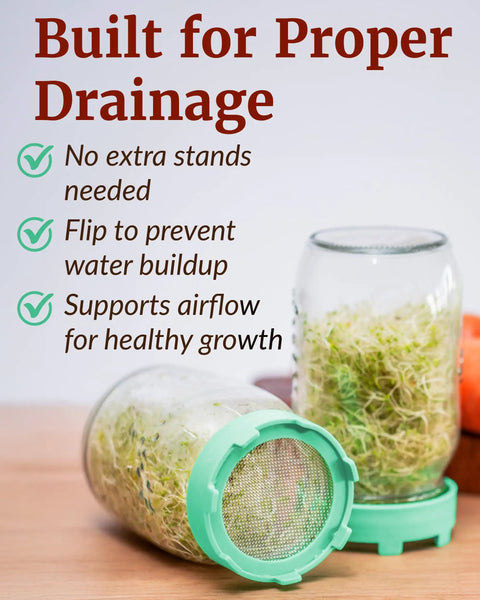 Sprouting Lids For Wide Mouth Mason Jars Set Of 2 Mesh Screen Strainer Lids For Organic Alfalfa And Mung Bean Sprouts Stainless Steel 316 Sage Green Accessory on mason jars with sprouts demonstrating drainage benefits.