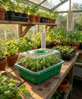 10 Pack Seed Starter Tray Kit With Humidity Dome, 120 Cell Total, Mini Greenhouse on wooden shelf in sunlit room with plants