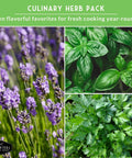 Ten Culinary Herb Seeds Pack For Indoor Kitchen Garden Featuring Basil Cilantro Lavender Dill Parsley Oregano Thyme Sage Chives Marjoram Ideal Starter Kit For Fresh Bangin Homegrown Flavors with lavender, basil, and parsley close-up images
