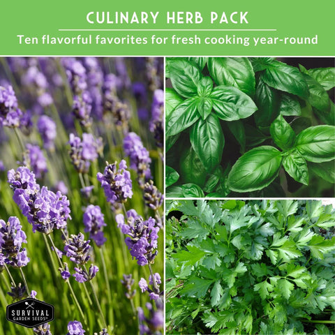 Ten Culinary Herb Seeds Pack For Indoor Kitchen Garden Featuring Basil Cilantro Lavender Dill Parsley Oregano Thyme Sage Chives Marjoram Ideal Starter Kit For Fresh Bangin Homegrown Flavors with lavender, basil, and parsley close-up images