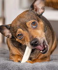 Dog enjoying American Beefhide Mini Rolls Dog Chew Treats 3 To 3.5 Inches Natural Flavor Long Lasting Rawhide Chews 14 Count Pack
