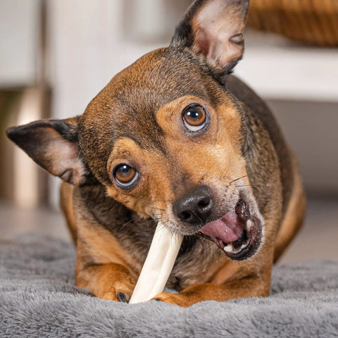 Dog enjoying American Beefhide Mini Rolls Dog Chew Treats 3 To 3.5 Inches Natural Flavor Long Lasting Rawhide Chews 14 Count Pack