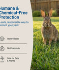 Rabbit in yard highlighting Motion Activated Sprinkler Yard Guard For Dogs Cats Raccoons And More Outdoor Animal Deterrent features.