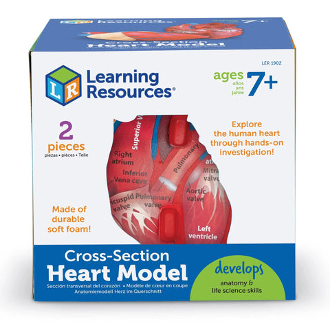 Hands On Cross Section Heart Model Two Piece Foam Anatomy Tool For Kids And Students packaging with heart diagram