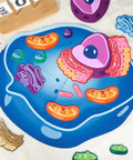 Magnetic Animal And Plant Cell Models Set With 24 Piece Hands On Educational Science Kit For Fun Biology Learning Classroom Activities