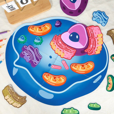 Magnetic Animal And Plant Cell Models Set With 24 Piece Hands On Educational Science Kit For Fun Biology Learning Classroom Activities