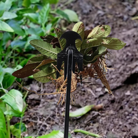 Uprooting Weeding Tool With Four Teeth removing weeds in a garden, lightweight manganese steel forged hand weeder in use